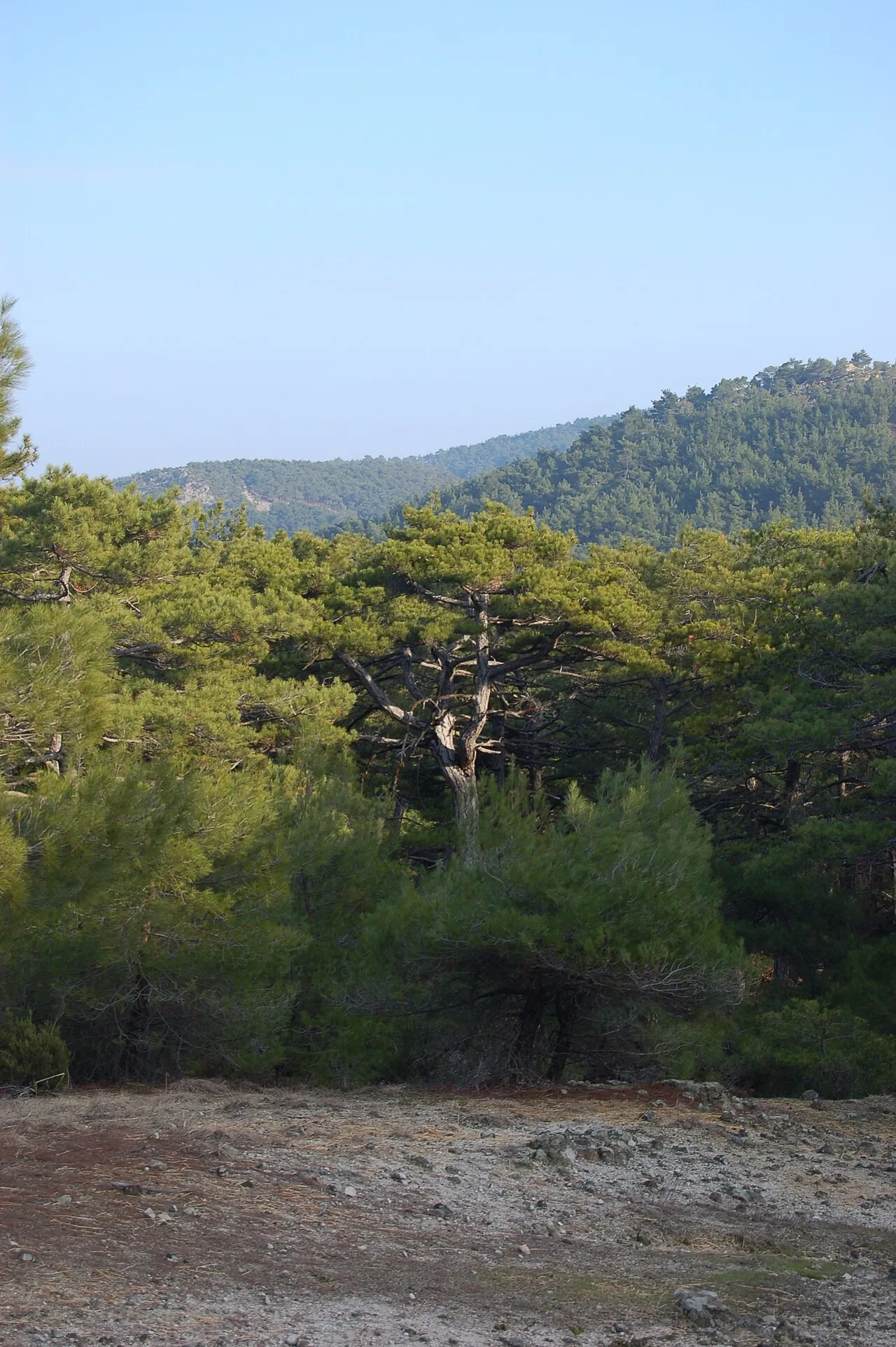 Bosgebied van het Natura 2000-gebied bij Soufli en Dadia in de regio Evros.